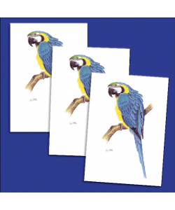 10 Parrot cards and envelopes - Blue & Gold Macaw